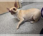 Small Chihuahua