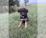 Small #1 German Shepherd Dog