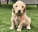 Puppy Orange Goldendoodle