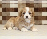 Small #2 Bernedoodle (Miniature)-Cavapoo (Miniature) Mix