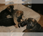 Small Photo #2 Akita-German Shepherd Dog Mix Puppy For Sale in MOODUS, CT, USA
