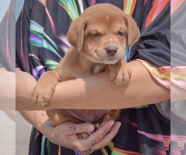 Medium Photo #3 American Bulldog-Chocolate Labrador retriever Mix Puppy For Sale in Huntley, IL, USA