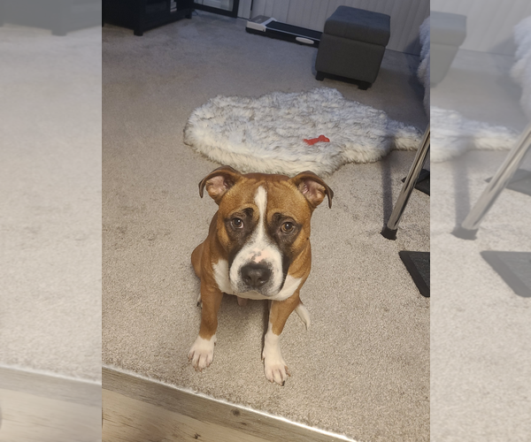 Medium Photo #14 American Staffordshire Terrier-Boxer Mix Puppy For Sale in Holly Springs, NC, USA