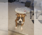 Small #13 American Staffordshire Terrier-Boxer Mix