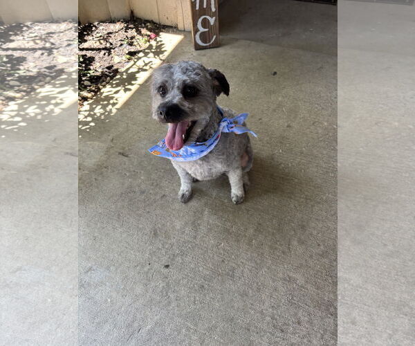 Medium Photo #2 Poodle (Miniature) Puppy For Sale in Woodland, CA, USA