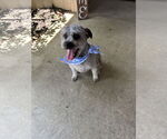 Small #1 Poodle (Miniature)