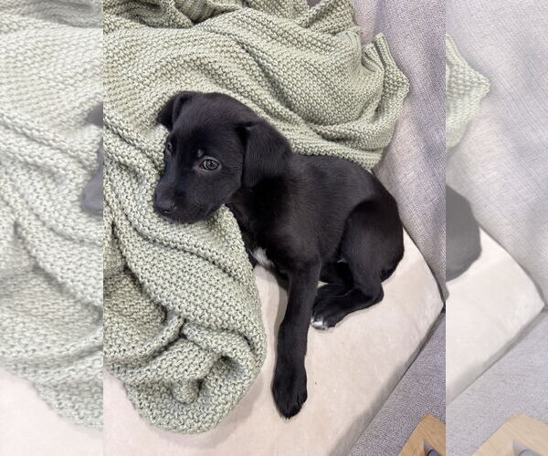 Medium Photo #5 Aussiedor Puppy For Sale in Wheaton, IL, USA