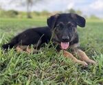 Small #2 German Shepherd Dog