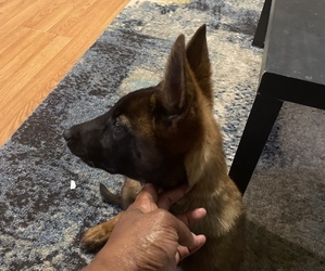 Belgian Malinois Puppy for sale in NEW ORLEANS, LA, USA