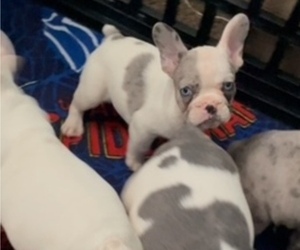 Medium French Bulldog