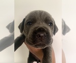 Small Photo #14 Cane Corso Puppy For Sale in MIAMI, FL, USA