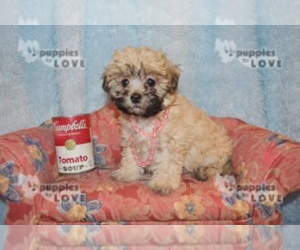 Medium Photo #2 Maltese-Poodle (Toy) Mix Puppy For Sale in SANGER, TX, USA