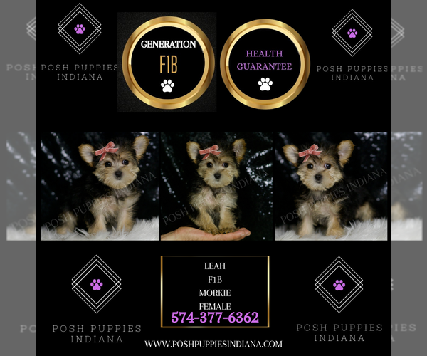 Medium Photo #5 Morkie Puppy For Sale in WARSAW, IN, USA