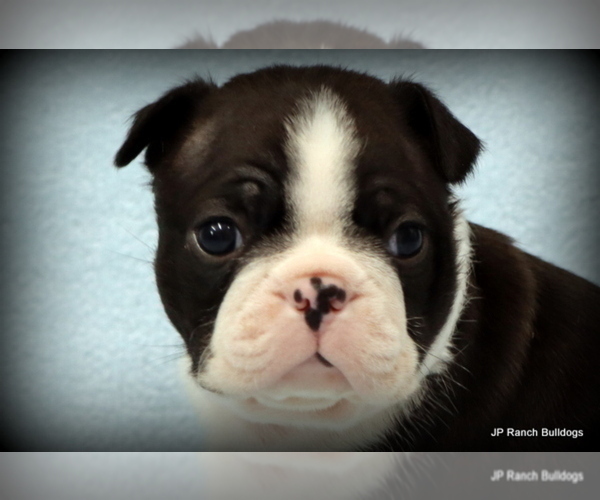 Medium Photo #2 Boston Terrier Puppy For Sale in WINNSBORO, TX, USA