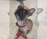 Small #2 French Bulldog