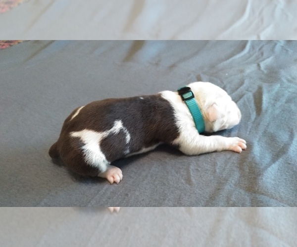 Medium Photo #2 American Pit Bull Terrier Puppy For Sale in WENATCHEE, WA, USA