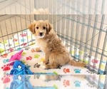 Small #3 Cavapoo mix (+ Poodle Miniature)