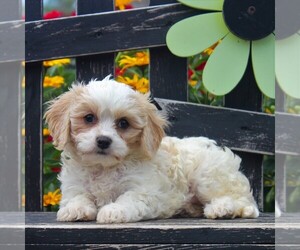 Medium Bichon Frise-Cavachon Mix