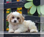 Small Photo #1 Bichon Frise-Cavachon Mix Puppy For Sale in GORDONVILLE, PA, USA
