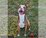 Small #2 American Pit Bull Terrier Mix