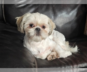 Mother of the Shih Tzu puppies born on 06/15/2025
