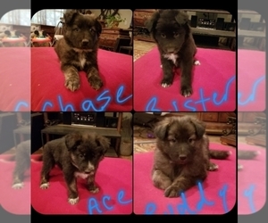 Shollie Puppy for sale in OAKDALE, CA, USA