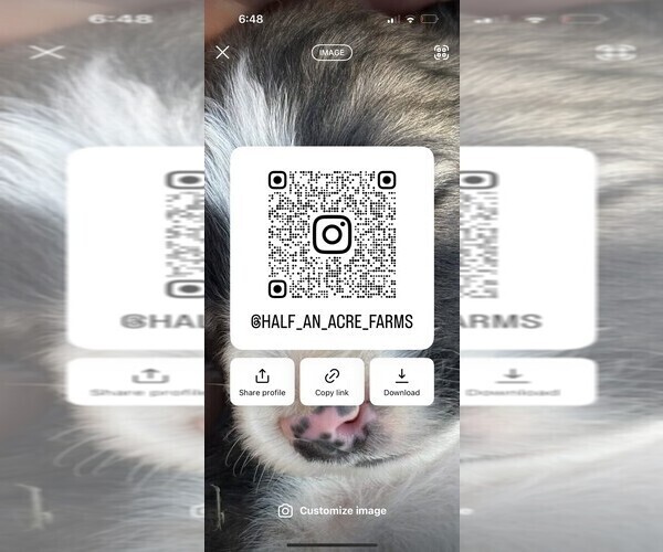 Medium Photo #5 Border Collie Puppy For Sale in MESA, WA, USA