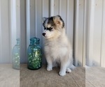 Small Photo #10 Pomsky Puppy For Sale in BELLEVUE, IA, USA
