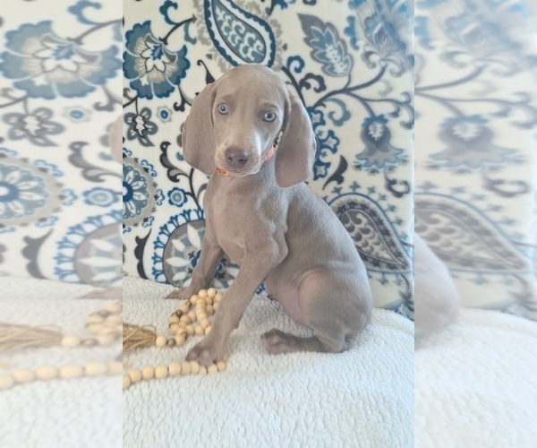 Medium Photo #1 Weimaraner Puppy For Sale in LEWISBURG, KY, USA