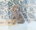 Puppy Chili Weimaraner