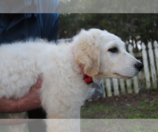 Medium Photo #8 Golden Retriever-Kuvasz Mix Puppy For Sale in Holly Hill, SC, USA