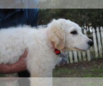 Small Photo #8 Golden Retriever-Kuvasz Mix Puppy For Sale in Holly Hill, SC, USA