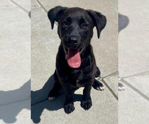 Labrador Retriever-Unknown Mix Dogs for adoption in Tulsa, OK, USA