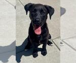 Small Labrador Retriever Mix