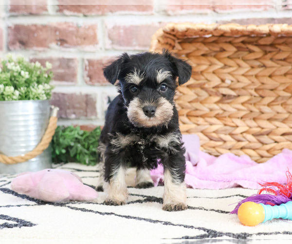 Medium Photo #1 Schnauzer (Miniature) Puppy For Sale in SYRACUSE, IN, USA