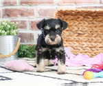 Image preview for Ad Listing. Nickname: Sam