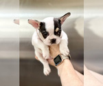 Small Photo #22 French Bulldog Puppy For Sale in PORTLAND, ME, USA