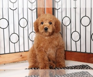 Poodle (Miniature) Puppy for sale in NAPLES, FL, USA