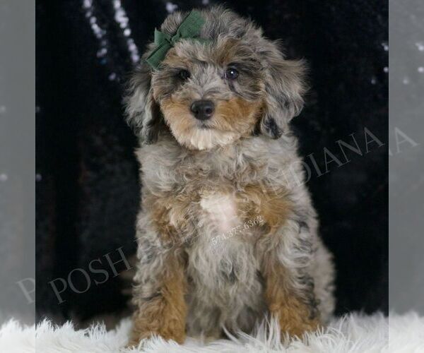 Medium Photo #6 Poodle (Toy) Puppy For Sale in WARSAW, IN, USA