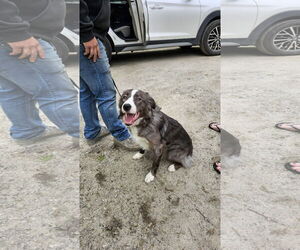 Border Collie Dogs for adoption in Croydon, NH, USA
