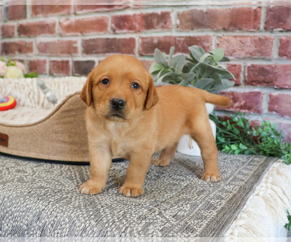 Medium Photo #7 Labrador Retriever Puppy For Sale in SYRACUSE, IN, USA