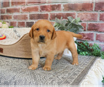 Small #6 Labrador Retriever