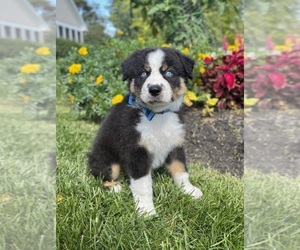 Miniature Australian Shepherd Puppy for sale in NOBLESVILLE, IN, USA
