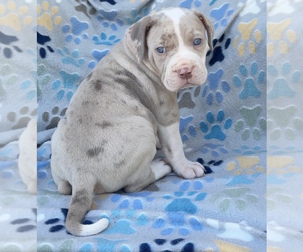 Medium Photo #5 American Bully Puppy For Sale in FAIRFIELD, CA, USA