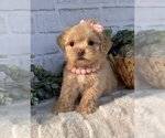 Puppy HAND DELIVERY Maltipoo
