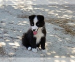 Small #1 Australian Shepherd