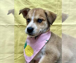 Box heeler Dogs for adoption in Tracy, CA, USA