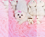 Hand delivery - Male Maltese Puppy for Sale - Small photo
