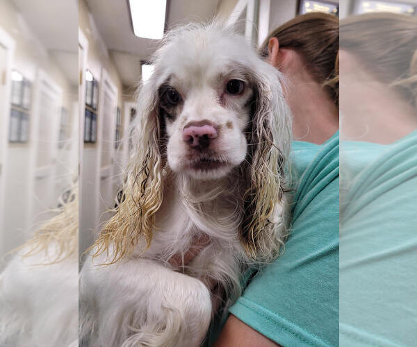 Medium Photo #1 Cocker Spaniel-Unknown Mix Puppy For Sale in Linton, IN, USA