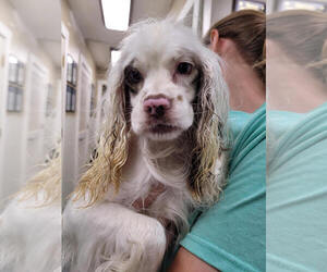 Cocker Spaniel-Unknown Mix Dogs for adoption in Linton, IN, USA